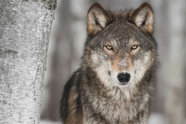 A grey wolf lurking next to a birch tree.