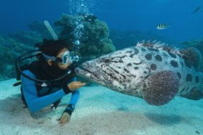 海洋生物图片画廊丹或潜水员警报网络为体育和休闲潜水者提供服务。看到更多的海洋生物的照片。”width=