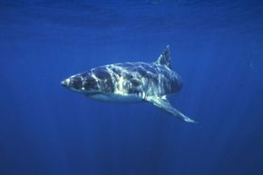 Image Gallery: Sharks A great white shark, one of the most popular species with adventurers, explores the ocean off the coast of Australia. See more pictures of sharks.