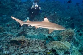 Open-water diving allows you to get up close and personal with different species of sharks.