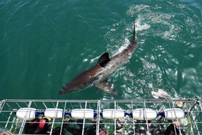A great white shark swims by a cage in Gansbaai, South Africa, one of the most popular shark-viewing spots in the world.
