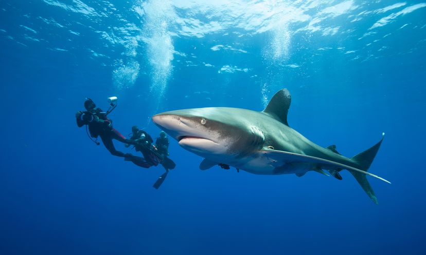 The Ultimate Diving with Sharks Quiz
