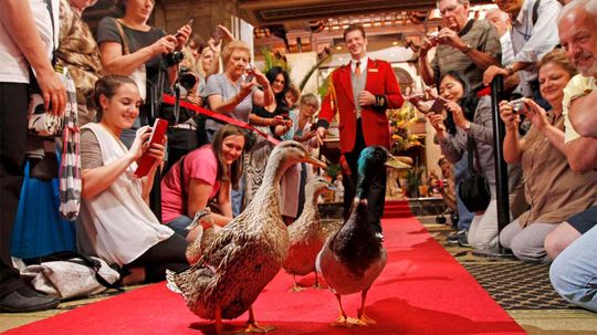 The Duckmaster Rules the Roost at the Peabody Hotel