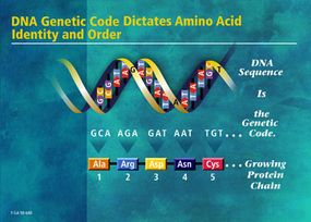 The genetic code consists of 3-base &quot;words&quot; or codons that specify particular amino acids. The order of the codons designates the order of the amino acids in the protein.