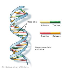 DNA has a spiral staircase-like structure. The steps are formed by the nitrogen bases of the nucleotides where adenine pairs with thymine and cytosine with guanine.