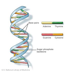 Dna Structure Howstuffworks