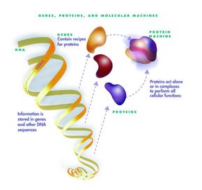 DNA contains the information to make proteins, which carry out all the functions and characteristics of living organisms.