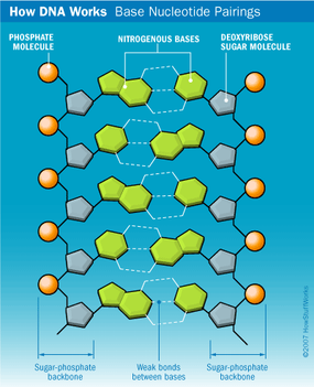 Dna Structure Howstuffworks