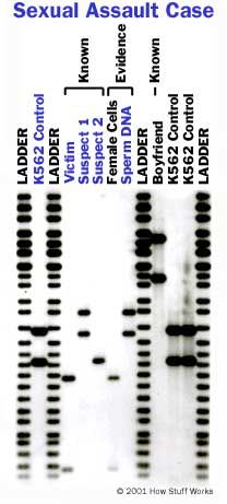 dna fingerprinting crime scene