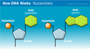 The nucleotide is the basic building block of nucleic acids.