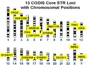 research work on dna profiling