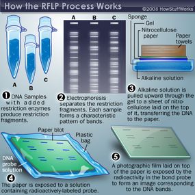 research work on dna profiling