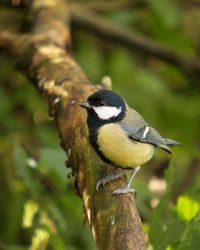 great tit perched on tree