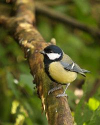 荷兰科学家研究了大山雀(Parus major)的性格特征＂border=