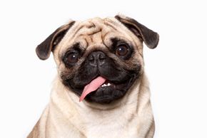 pug dog with tongue sticking out