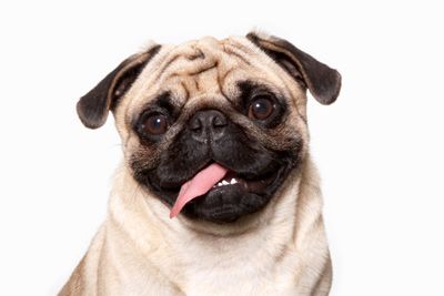 pug dog with tongue sticking out