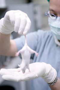 scientist holding up mouse