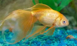 Tropical golden fish