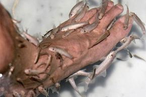 "Doctor Fish" Used For Health Treatments