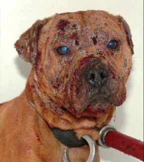 how do you tell if a dog has been used for dog fighting