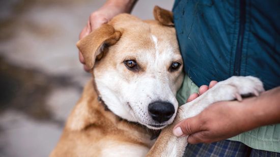 Do Dogs Really Cry 'Happy Tears'?