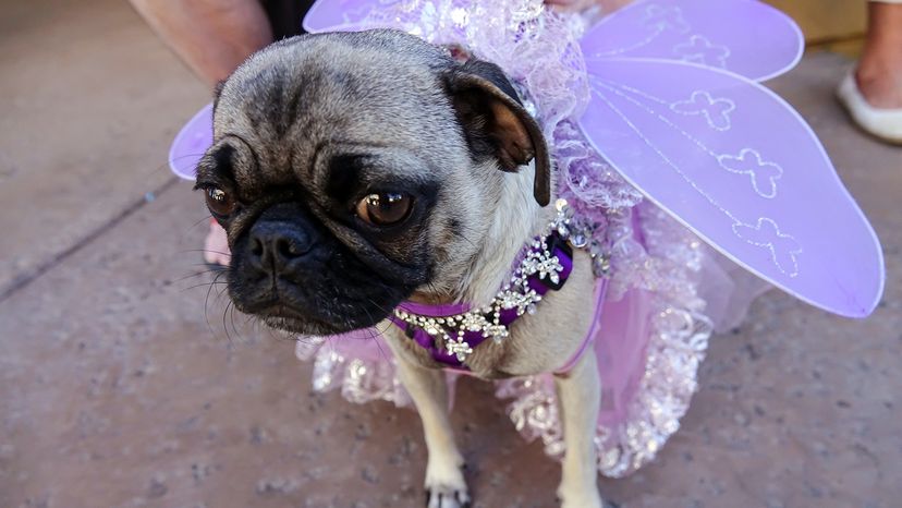 dog dressed in butterfly costume