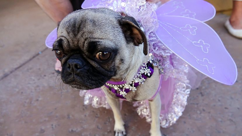 Dogs and outlet dresses