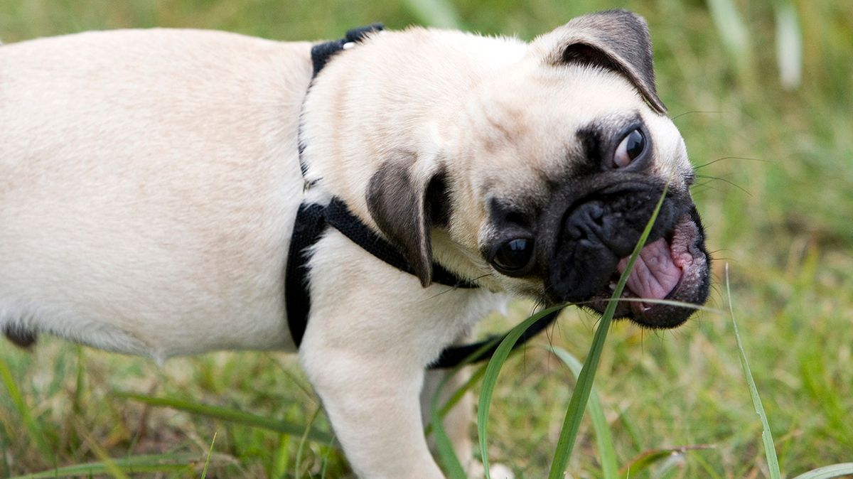 why is my dog eating grass and weeds