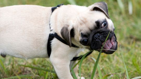 Why Do Dogs (and Cats) Eat Grass?