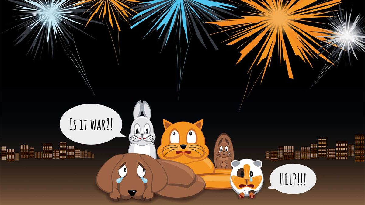 what fireworks do to dogs