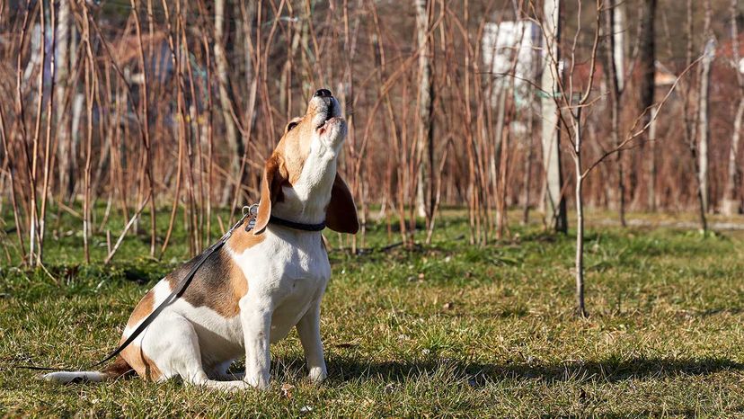 beagle howling