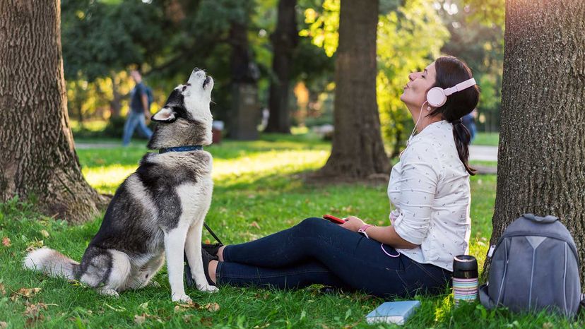 Siberian husky howling