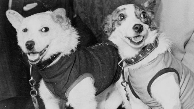 Belka, Strelka, Sputnik