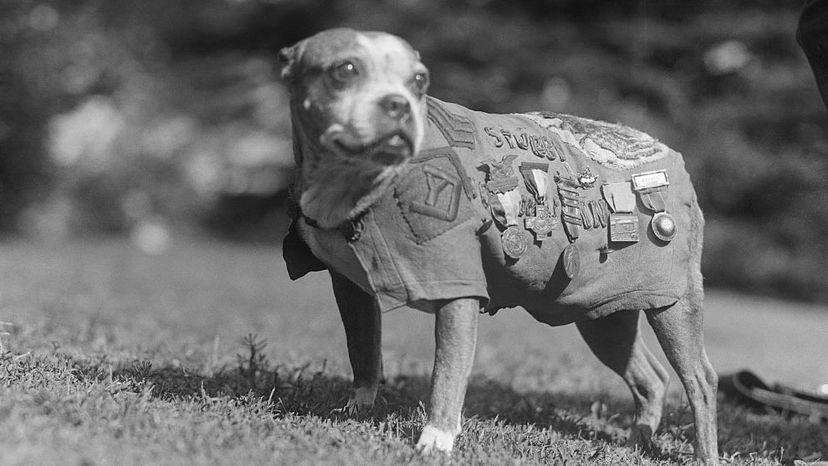 Sergeant Stubby