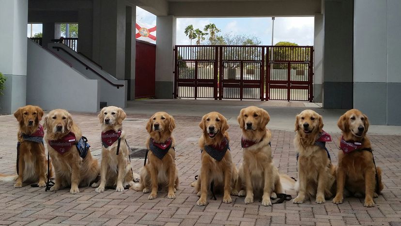 golden retrievers, comfort dogs, school shooting