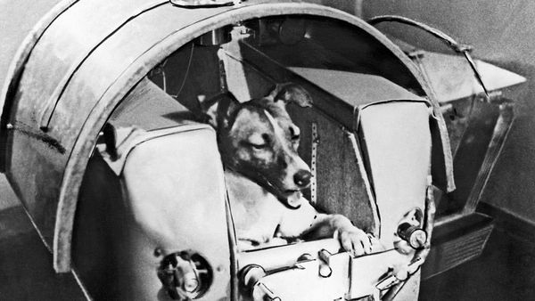 Félicette, the First Feline in Space, Finally Got Her Due