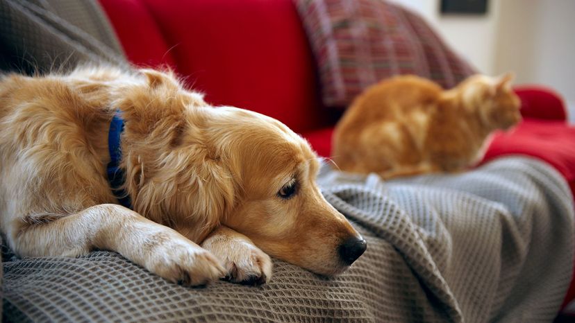 cat and dog on sofa