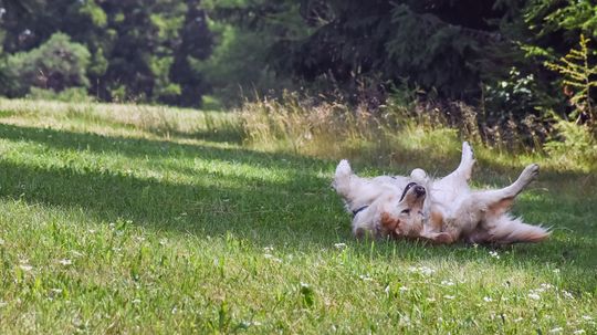 Dogs Love Rolling in Stinky Stuff