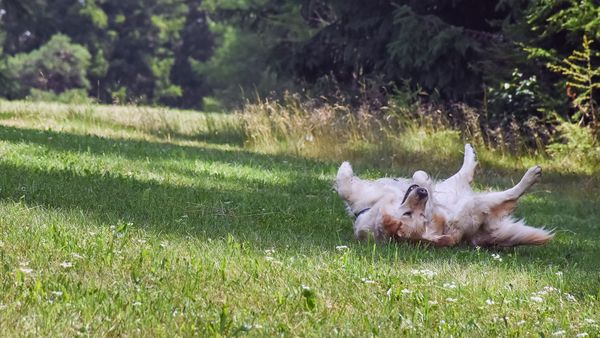 dog rolling in grass