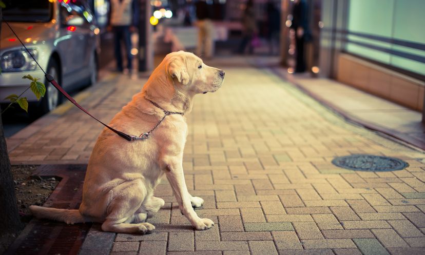 最终的狗的时间知觉测验”width=