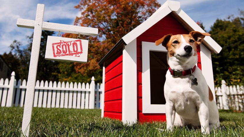 More and more millennials are buying homes, with their dogs in mind. PM Images/Getty Images