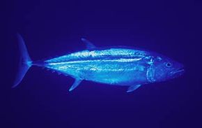 dogtooth tuna