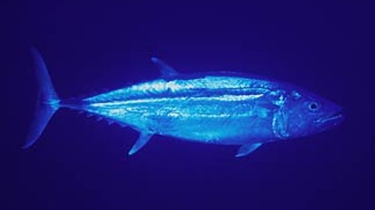 Dogtooth Tuna