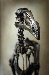 Bird Image Gallery                    Associated Press                    The 2007 discovery of a complete dodo skeleton may reveal valuable information about the extinct bird. See more pictures of birds.