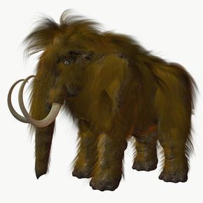 Scientists believe that up to 10 million mammoths may be buried under the permafrost of the vast Siberian tundra. Some scientists to advocate cloning the animals.