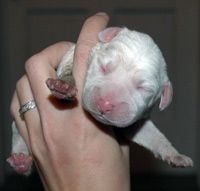 A newborn English Setter puppy