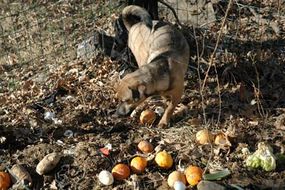 Milo, an example of a proto-dog, checks out a compost pile