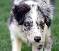 A Border Collie pup starting to use "the eye"”border=