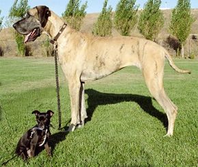 greatdane.htm