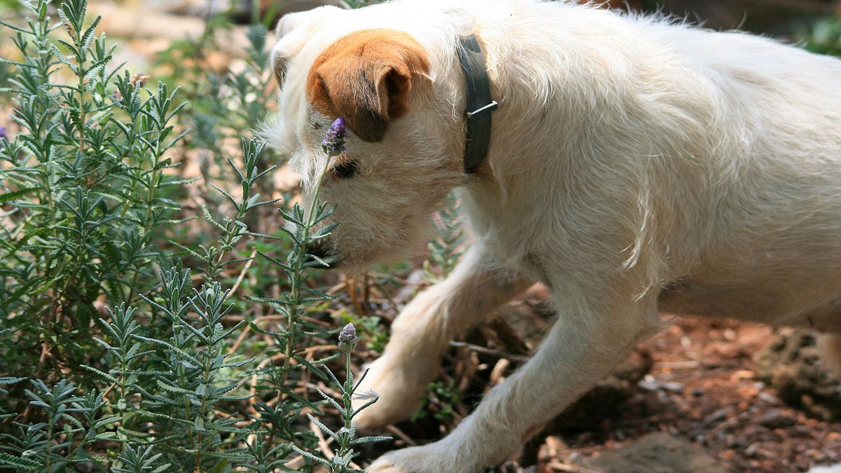 Homemade aggressive dog clearance repellent